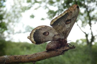<i>Saturnia pyri</i>