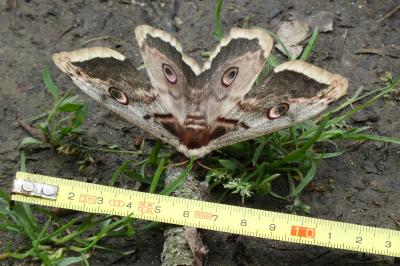<i>Saturnia pyri</i>