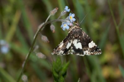 <i>Tyta luctuosa</i>