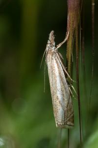 <i>Crambus lathoniellus</i>