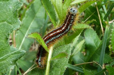 <i>Malacosoma neustria</i>