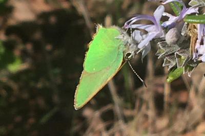 <i>Callophrys rubi</i>