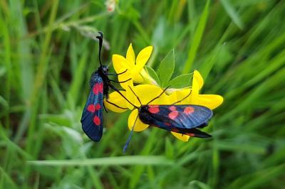 <i>Zygaena trifolii</i>