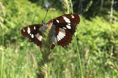 <i>Limenitis reducta</i>