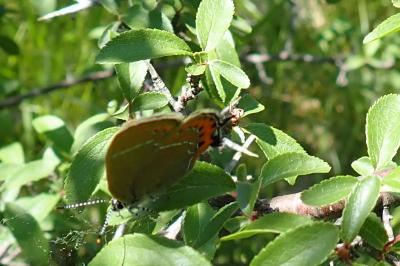 <i>Satyrium pruni</i>