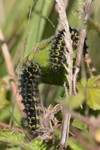 <i>Saturnia pavonia</i>