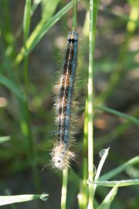 <i>Malacosoma neustria</i>