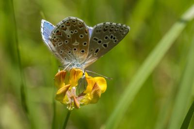 <i>Lysandra bellargus</i>