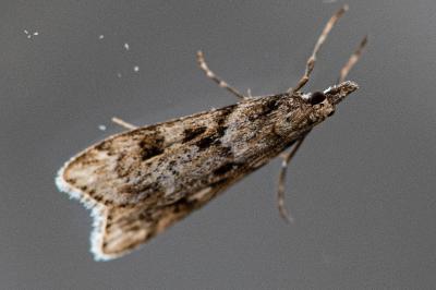 <i>Eudonia angustea</i>