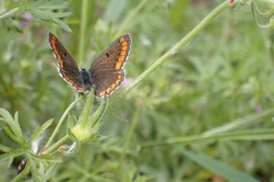 <i>Aricia agestis</i>