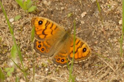 <i>Lasiommata megera</i>