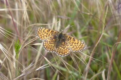 <i>Melitaea cinxia</i>