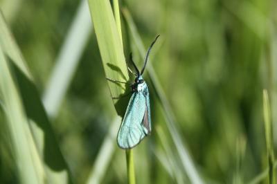 <i>Jordanita globulariae</i>