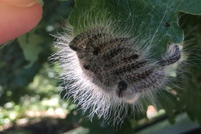 <i>Thaumetopoea processionea</i>