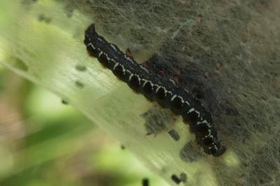 <i>Eriogaster lanestris</i>