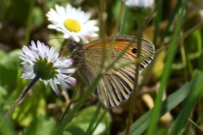 <i>Maniola jurtina</i>