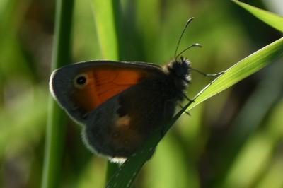 <i>Coenonympha pamphilus</i>