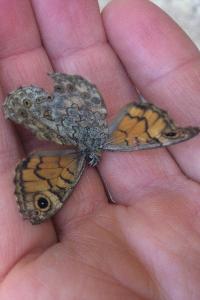 <i>Lasiommata megera</i>