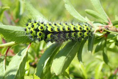 <i>Saturnia pavonia</i>