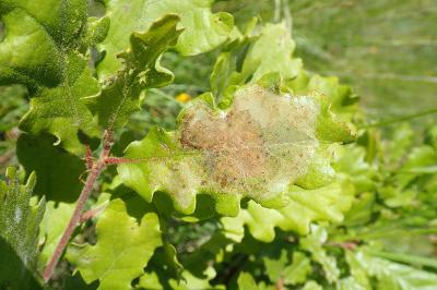 <i>Acrocercops brongniardella</i>