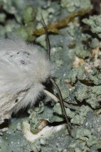 <i>Spilosoma lubricipeda</i>