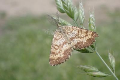 <i>Ematurga atomaria</i>