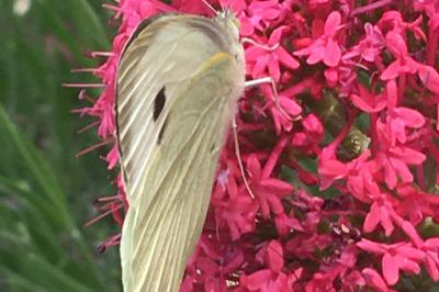 <i>Pieris brassicae</i>