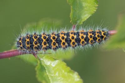 <i>Saturnia pavonia</i>
