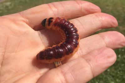 <i>Cossus cossus</i>