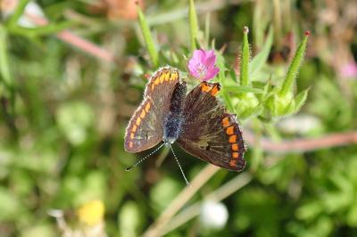 <i>Aricia agestis</i>
