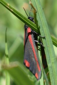 <i>Tyria jacobaeae</i>