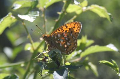 <i>Speyeria aglaja</i>