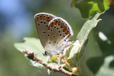 Plebejus argyrognomon