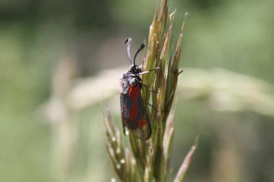 <i>Zygaena sarpedon</i>