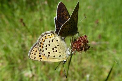 <i>Lycaena tityrus</i>