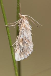 <i>Cynaeda dentalis</i>