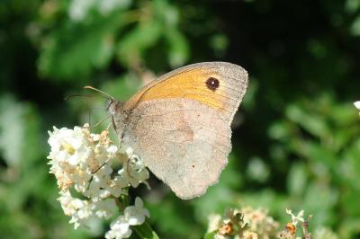 <i>Maniola jurtina</i>