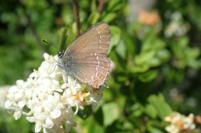 <i>Satyrium ilicis</i>