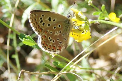 <i>Lysandra bellargus</i>