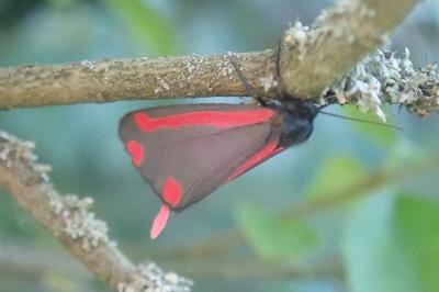 <i>Tyria jacobaeae</i>