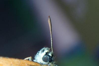 <i>Thymelicus sylvestris</i>