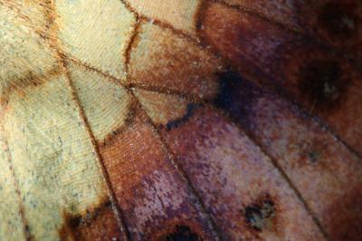 <i>Brenthis daphne</i>