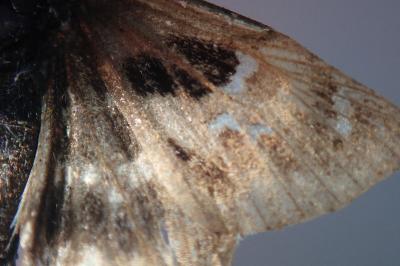 <i>Carcharodus alceae</i>