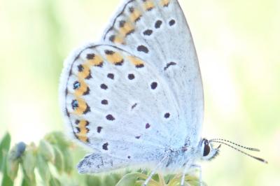 <i>Plebejus argyrognomon</i>