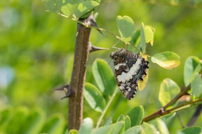 <i>Brintesia circe</i>