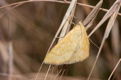 <i>Sitochroa verticalis</i>
