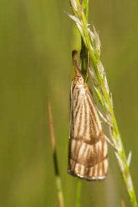 <i>Chrysocrambus linetella</i>
