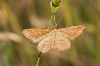 <i>Idaea ochrata</i>
