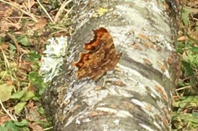 <i>Polygonia c-album</i>