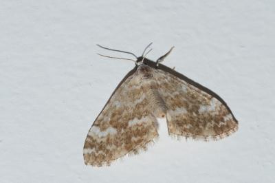 <i>Perizoma flavofasciata</i>